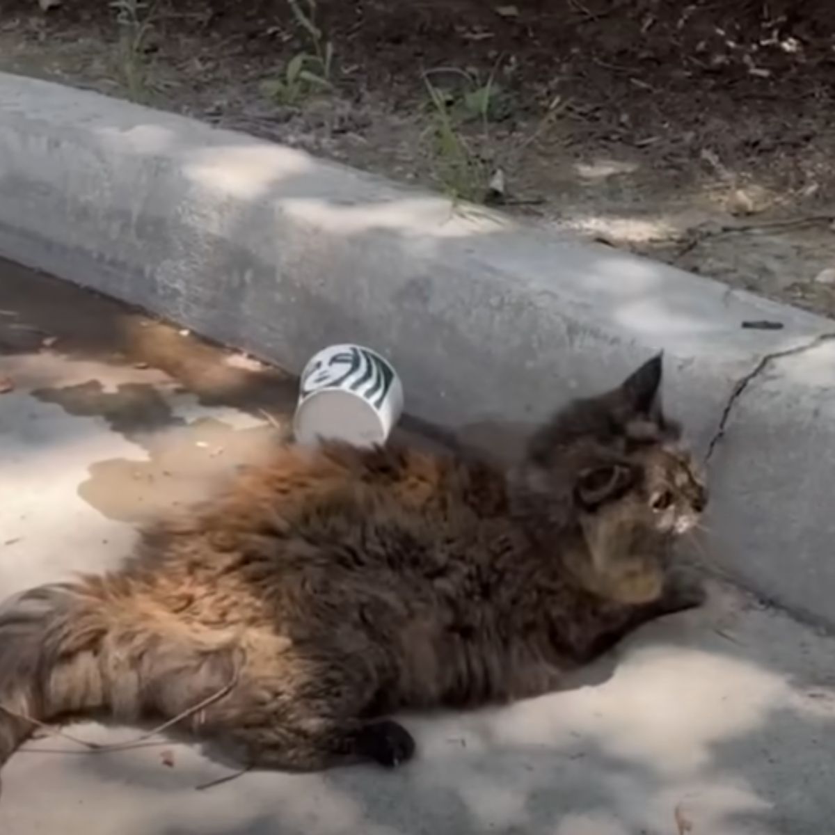 cat lying in a parking lot