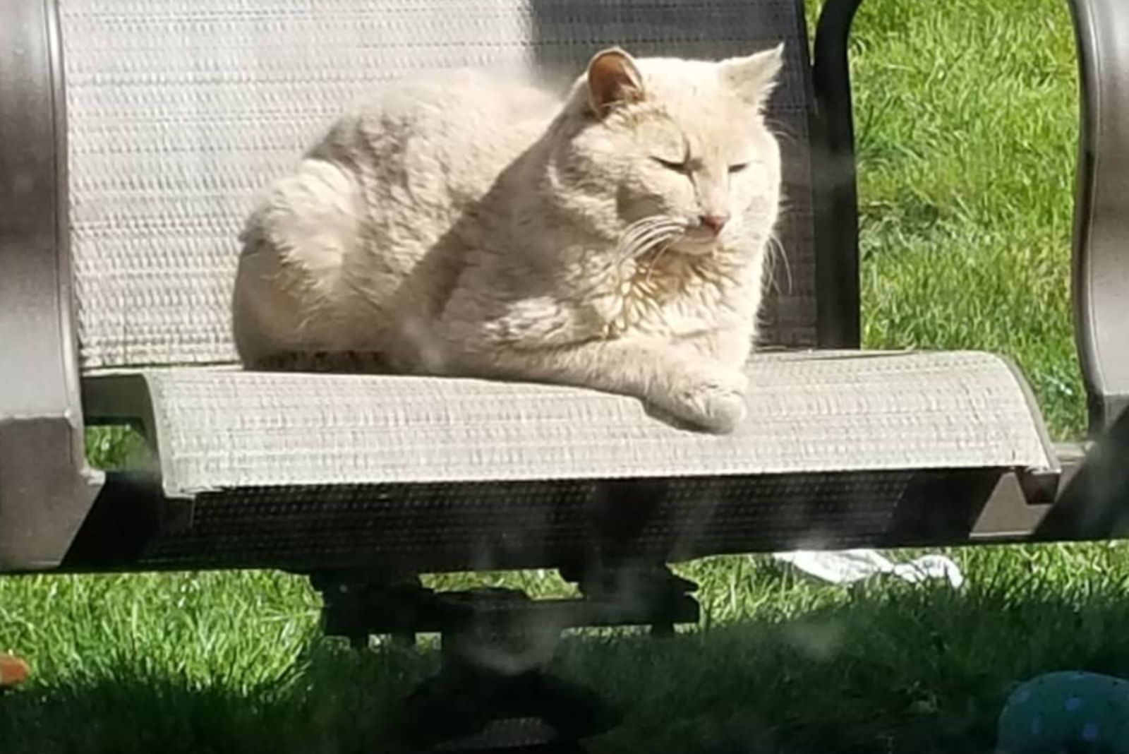 cat lying in sun rays