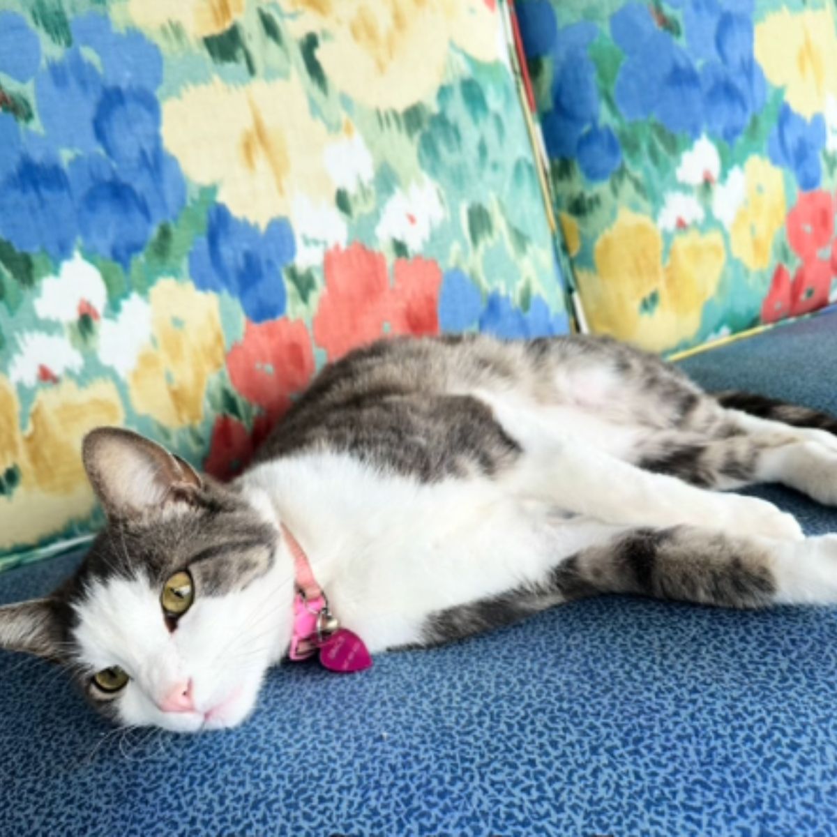 cat lying on colorful couch