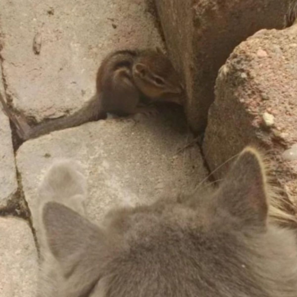 cat meets a squirrel