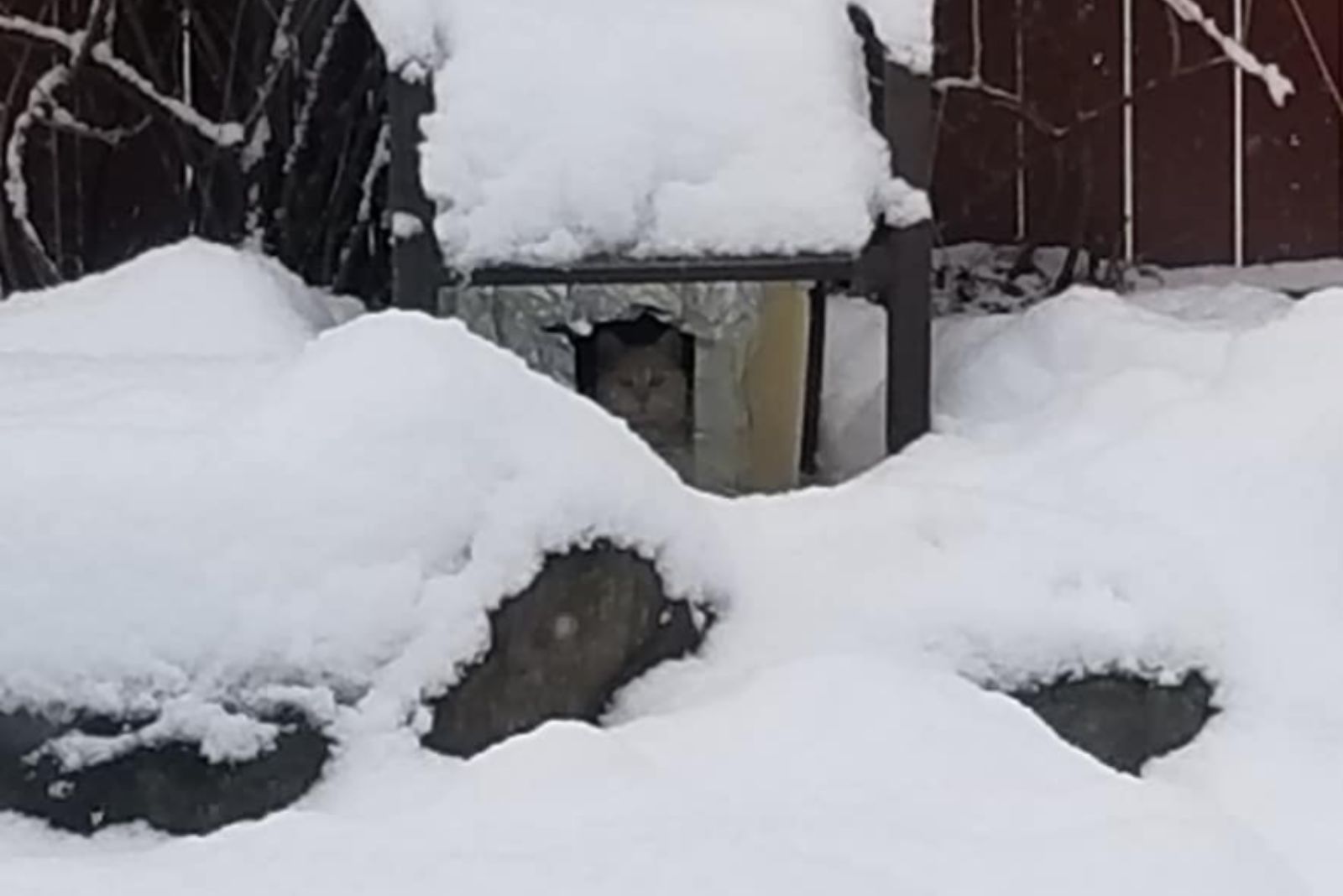 cat peeks from her snowy house