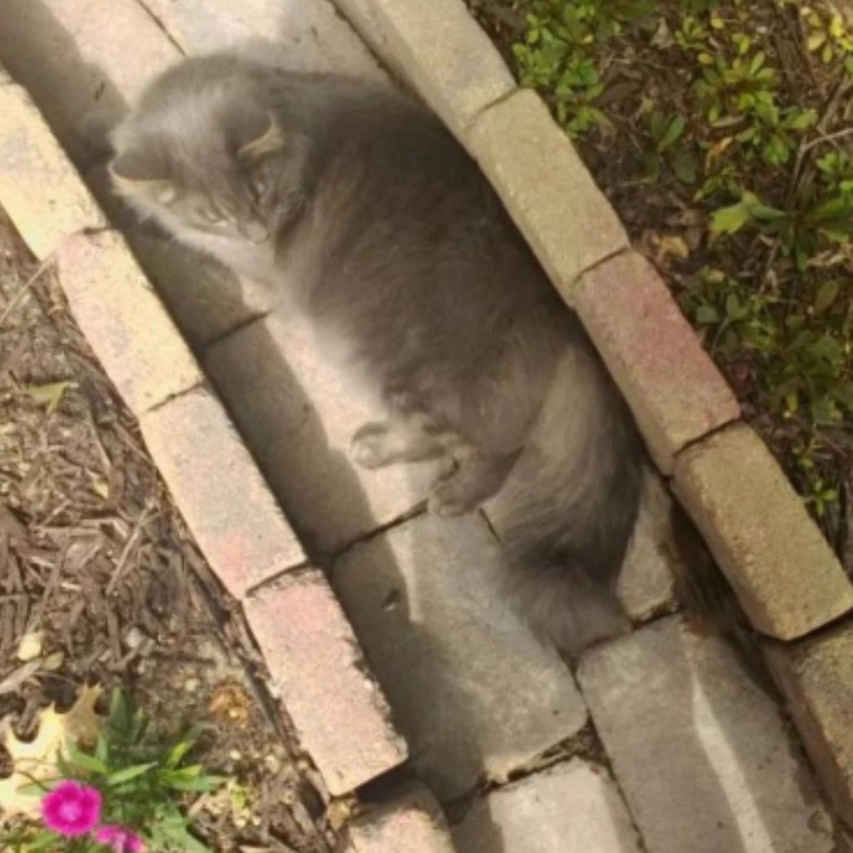 cat relaxing in a garden