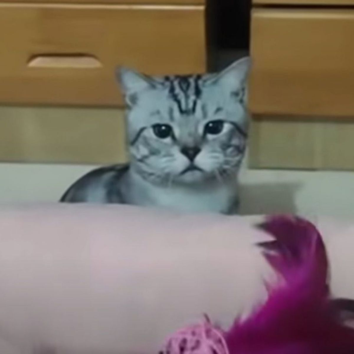 cat staring at camera