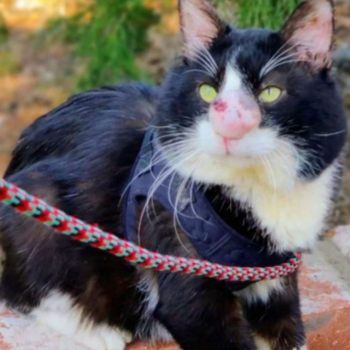 cat with big nose on a leash