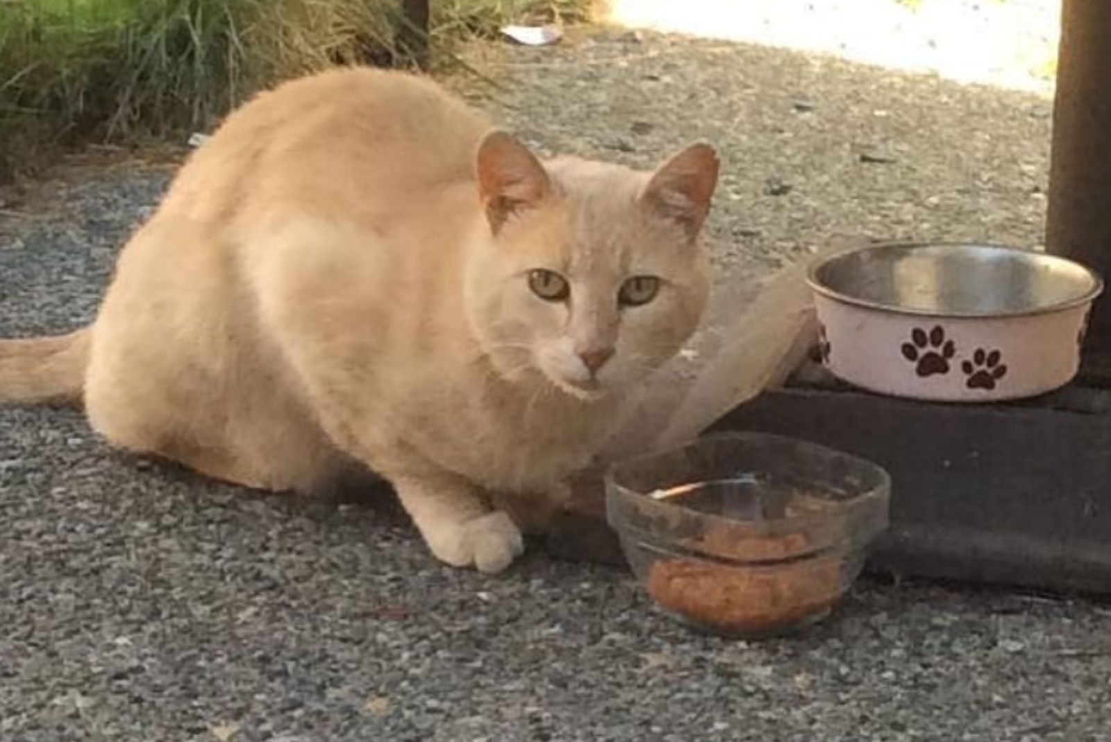 cat with her meal