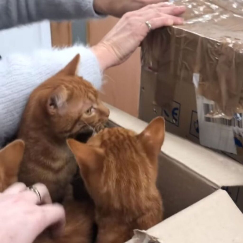 cats peeking out of the box