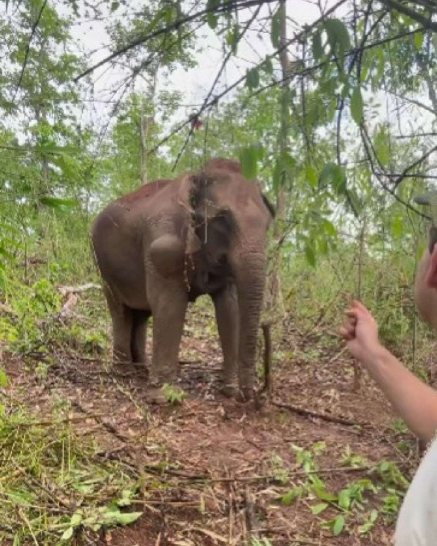 chained elephant