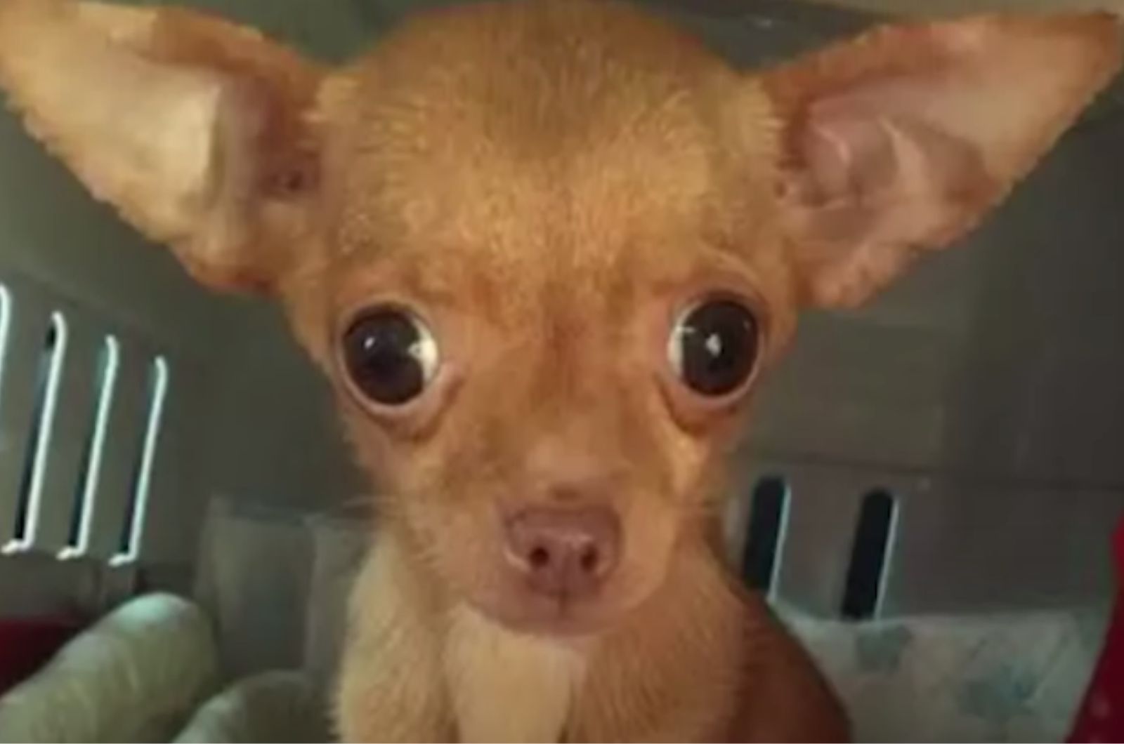 chihuahua looking at the camera