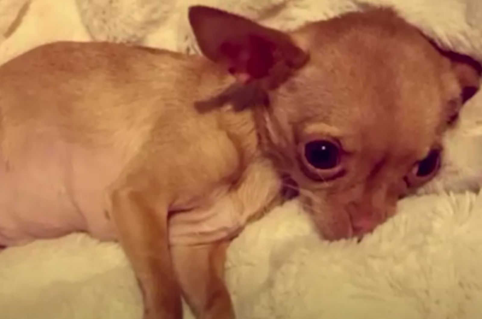 chihuahua lying