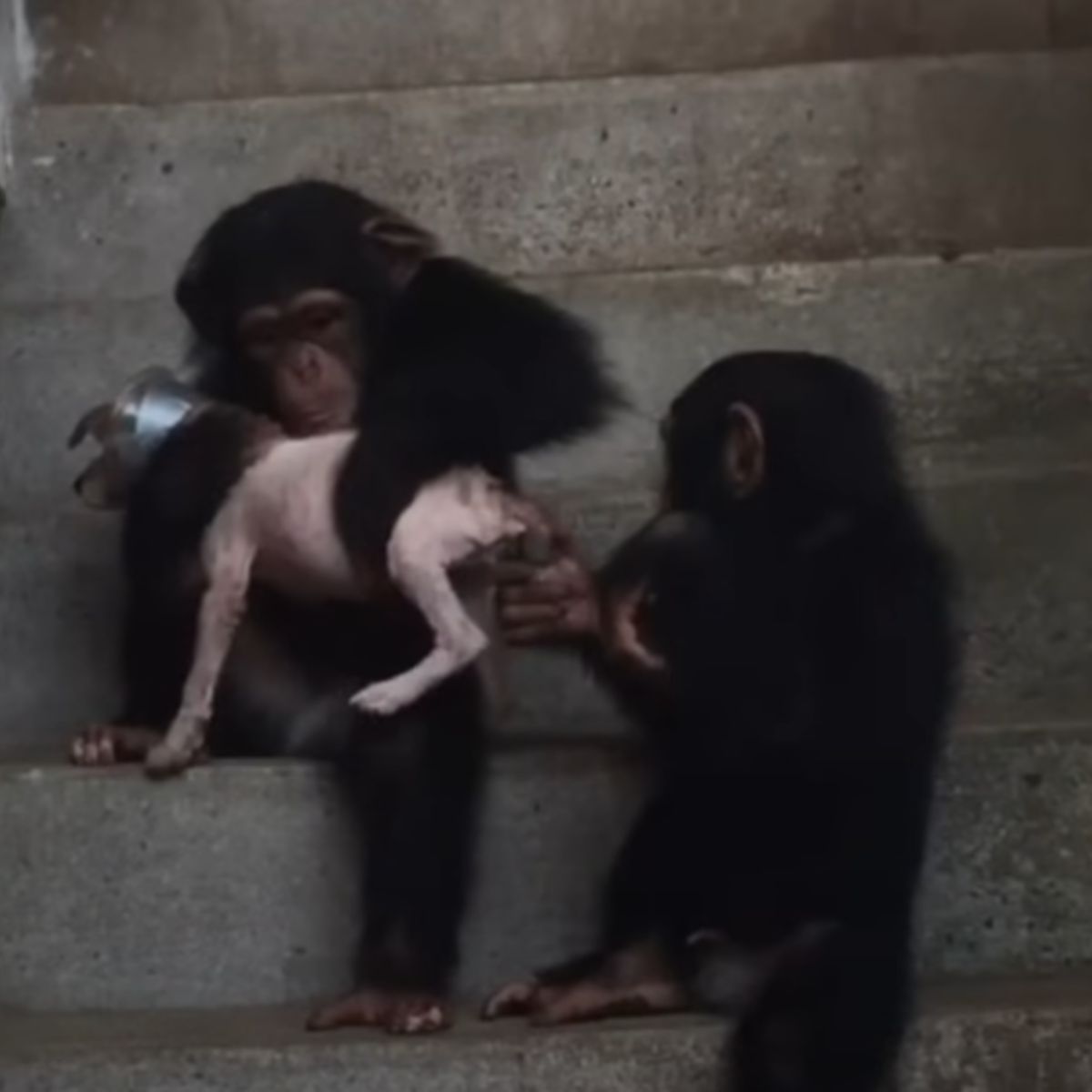 chimps helping the puppy