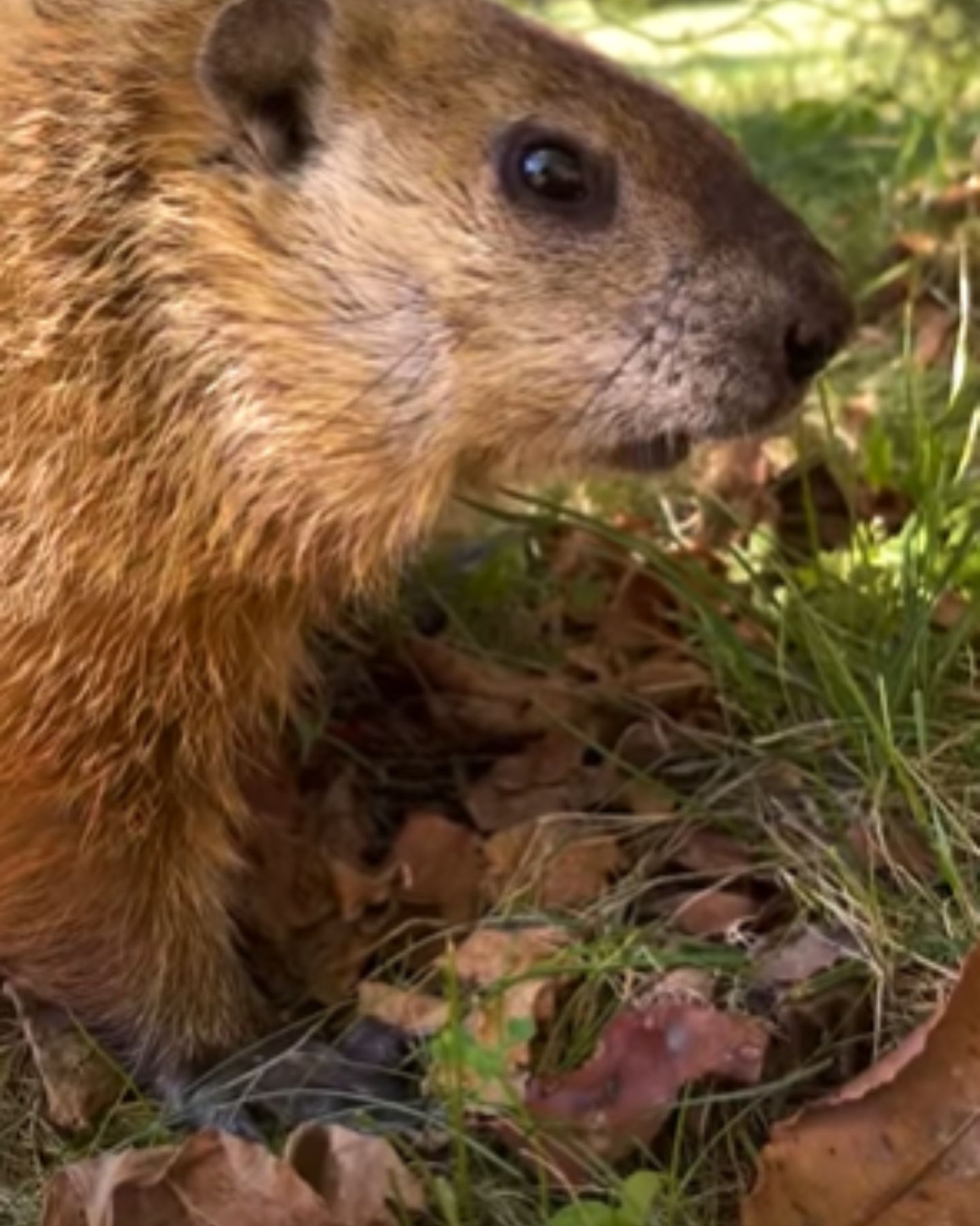 close-up photo of groundhog