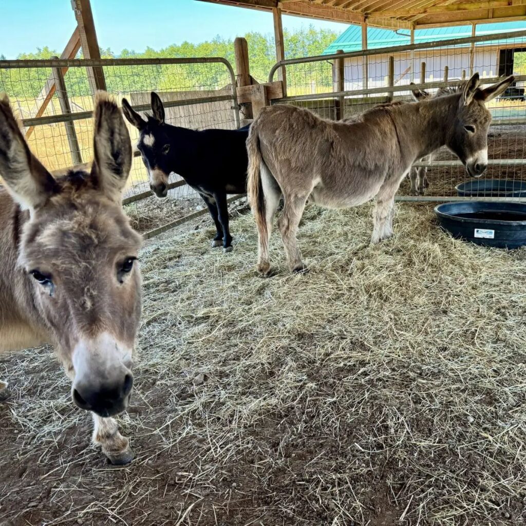 closed donkeys in a barn