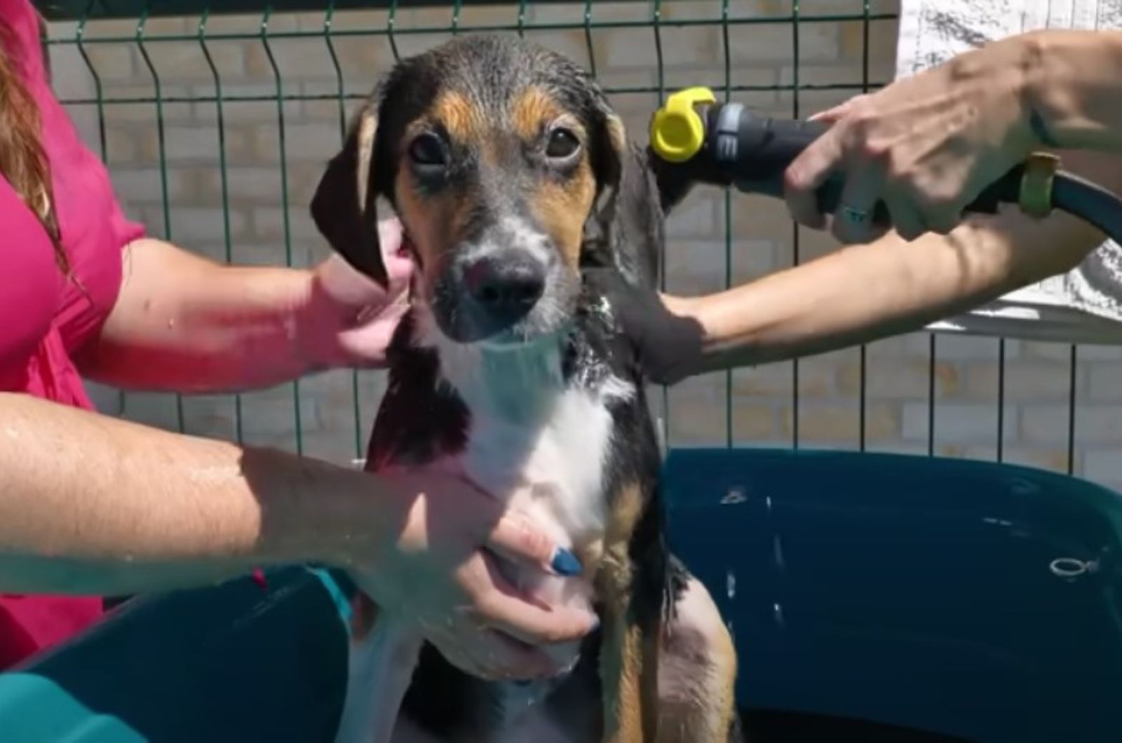 couple bathing a dog