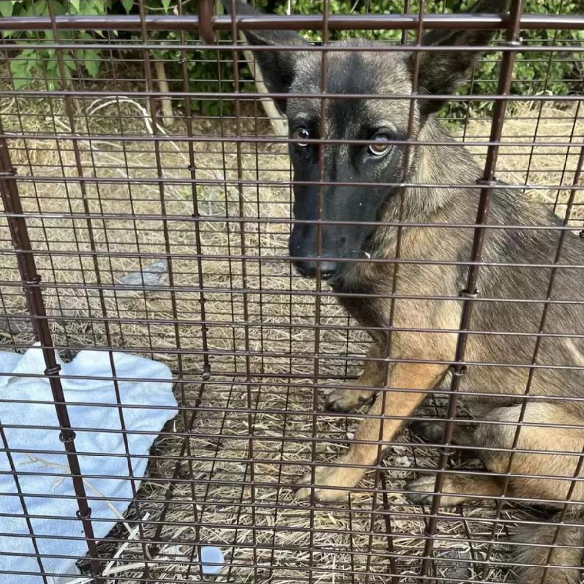 cute dog in cage