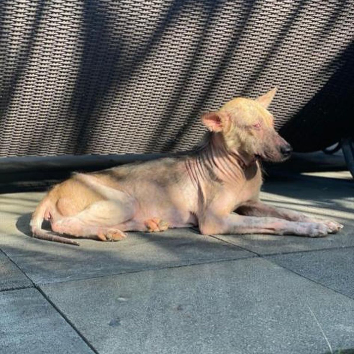 cute hairless dog