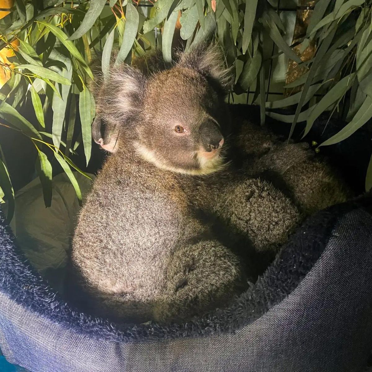 cute koala