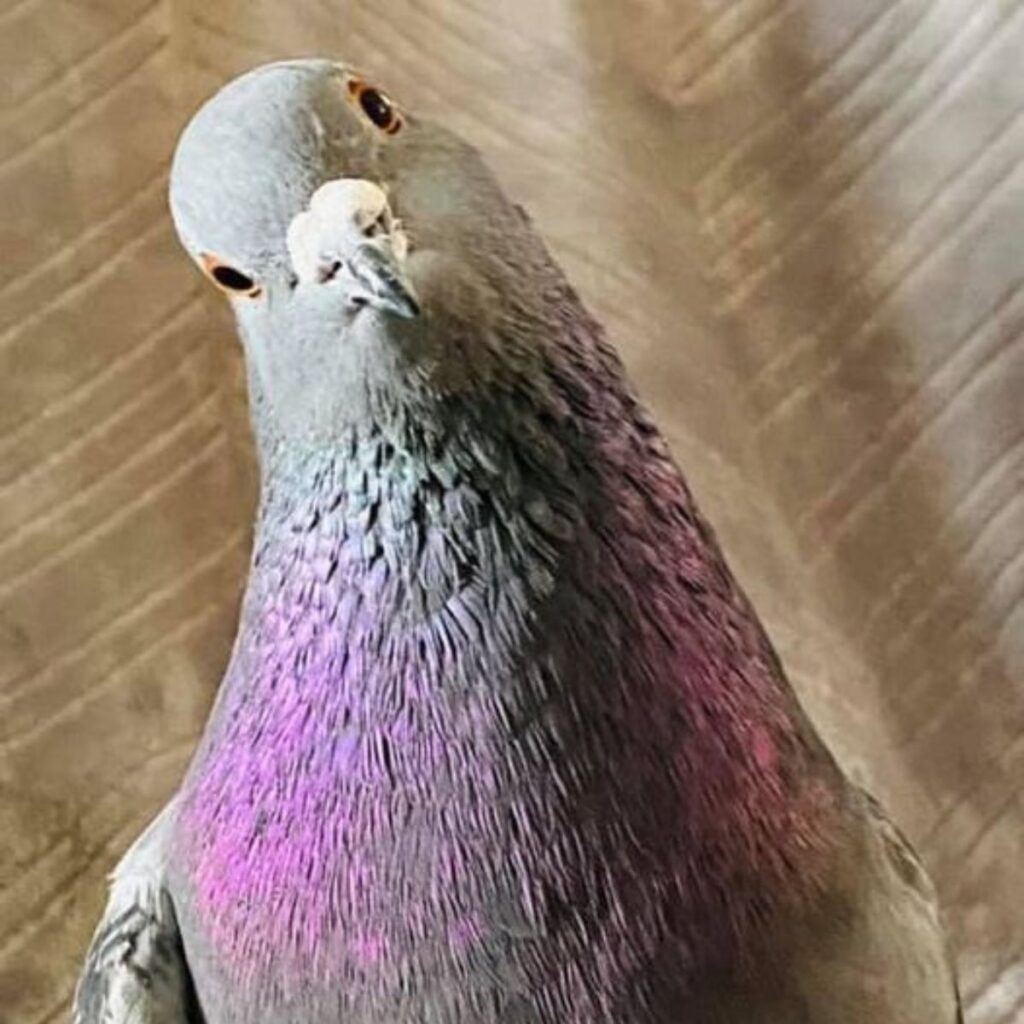 cute pigeon