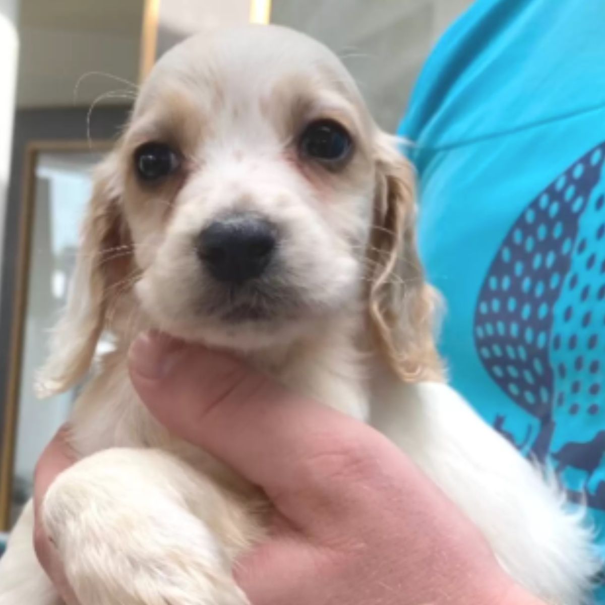 cute puppy in mans hands