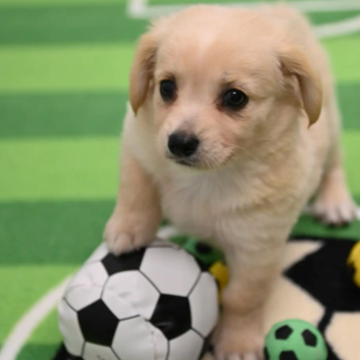 cute puppy with football ball