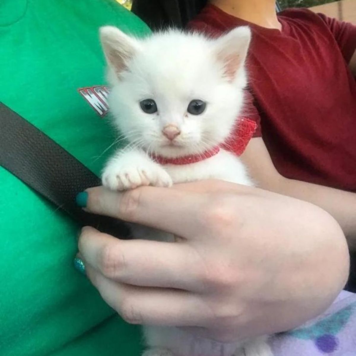 cute tiny kitten in womans hands