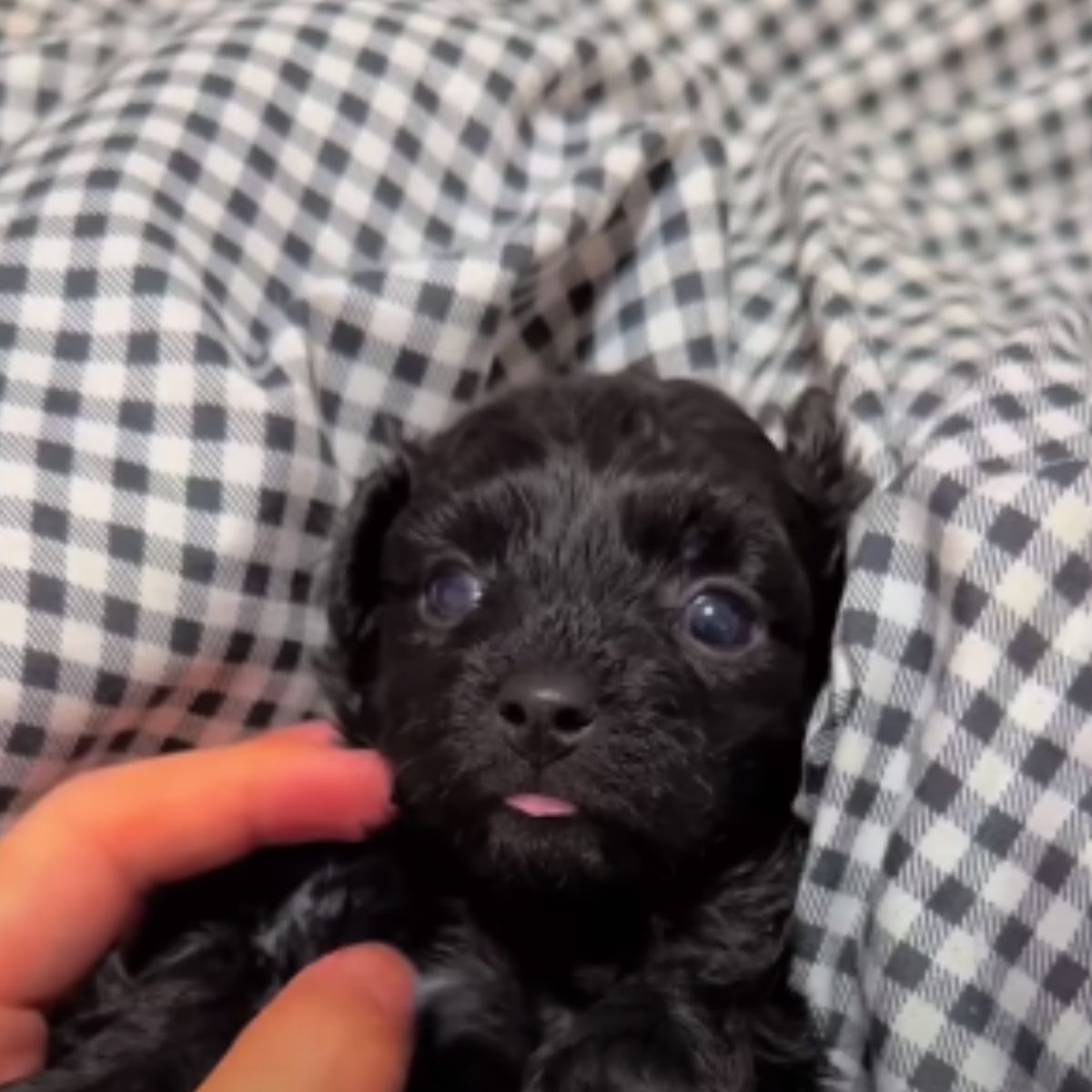 cute tiny puppy on sheets