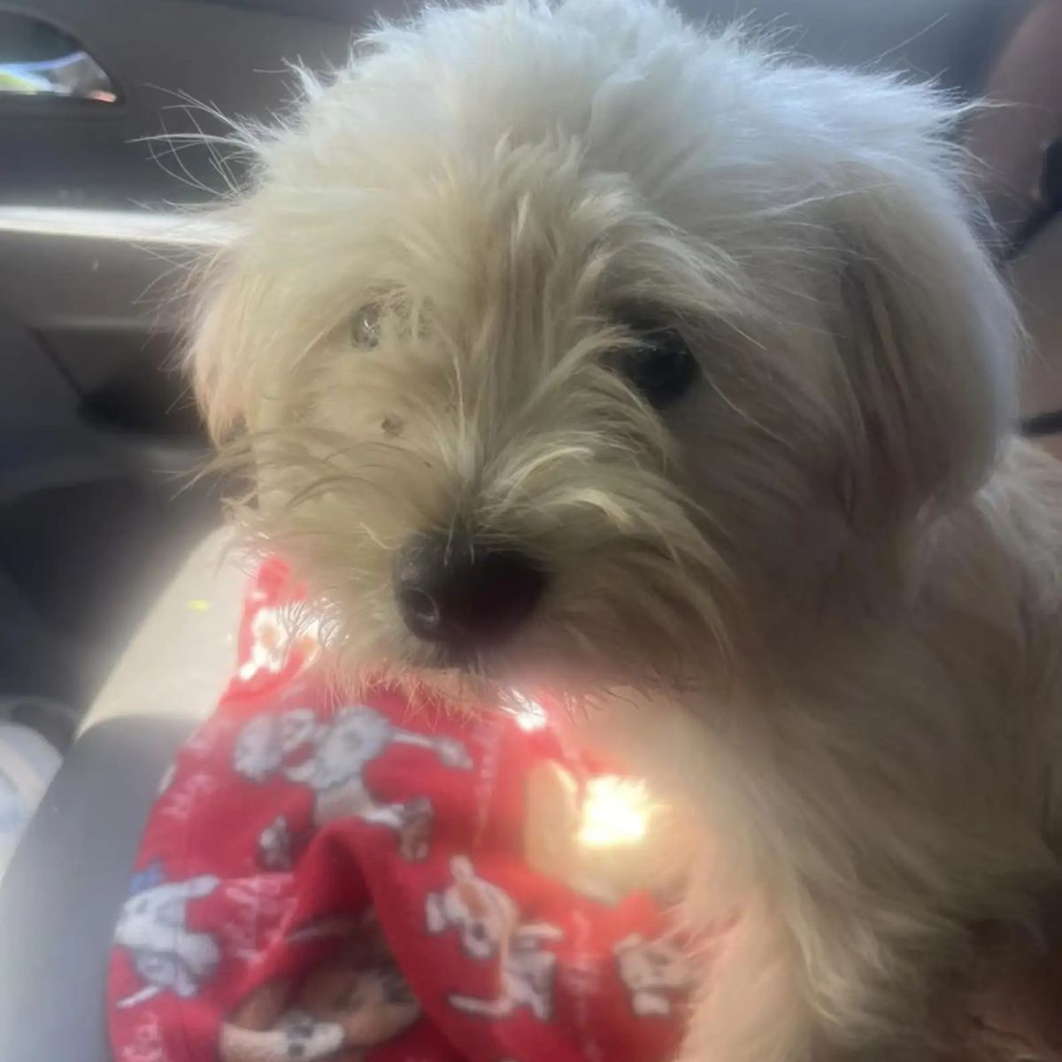 cute white dog sitting on the car seat