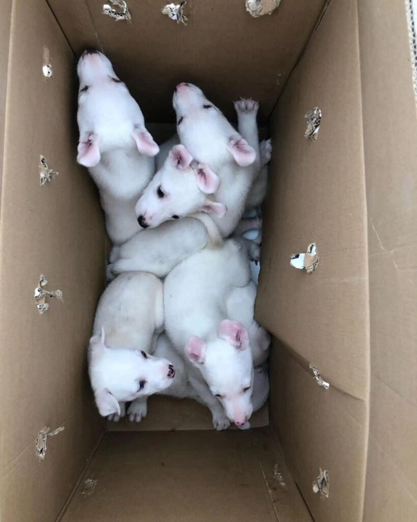 cute white puppies in a box