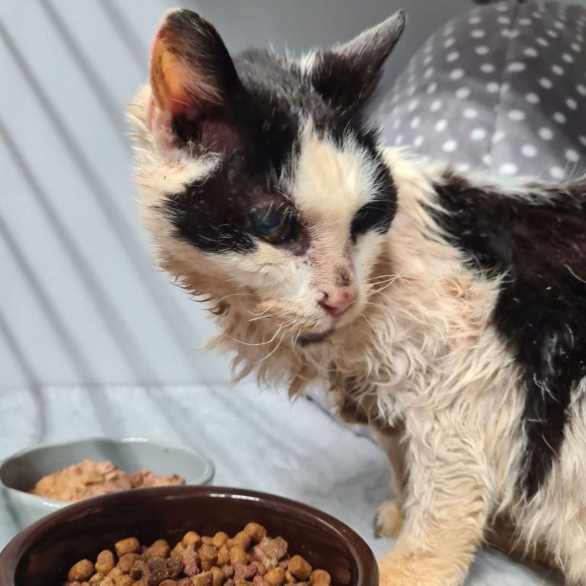 deaf senior cat