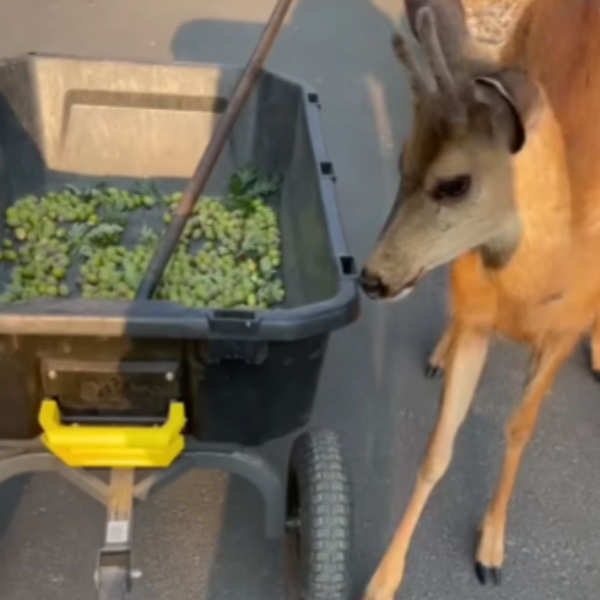 deer and food