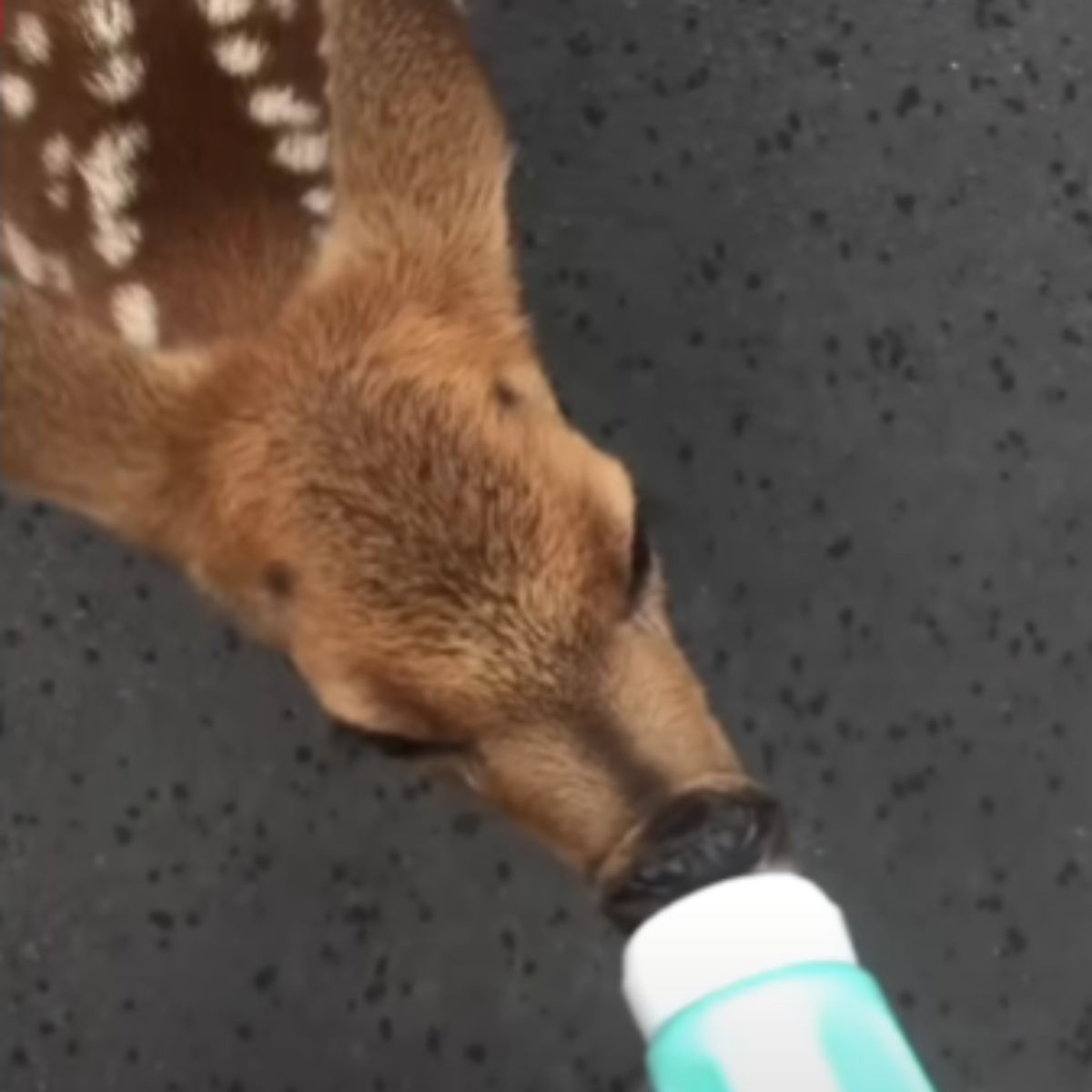 deer drinking a milk