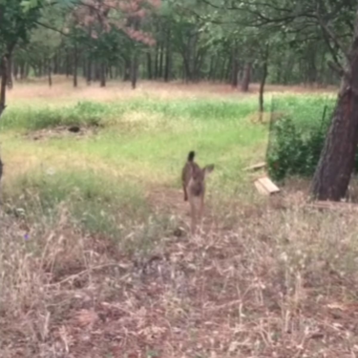 deer in forest