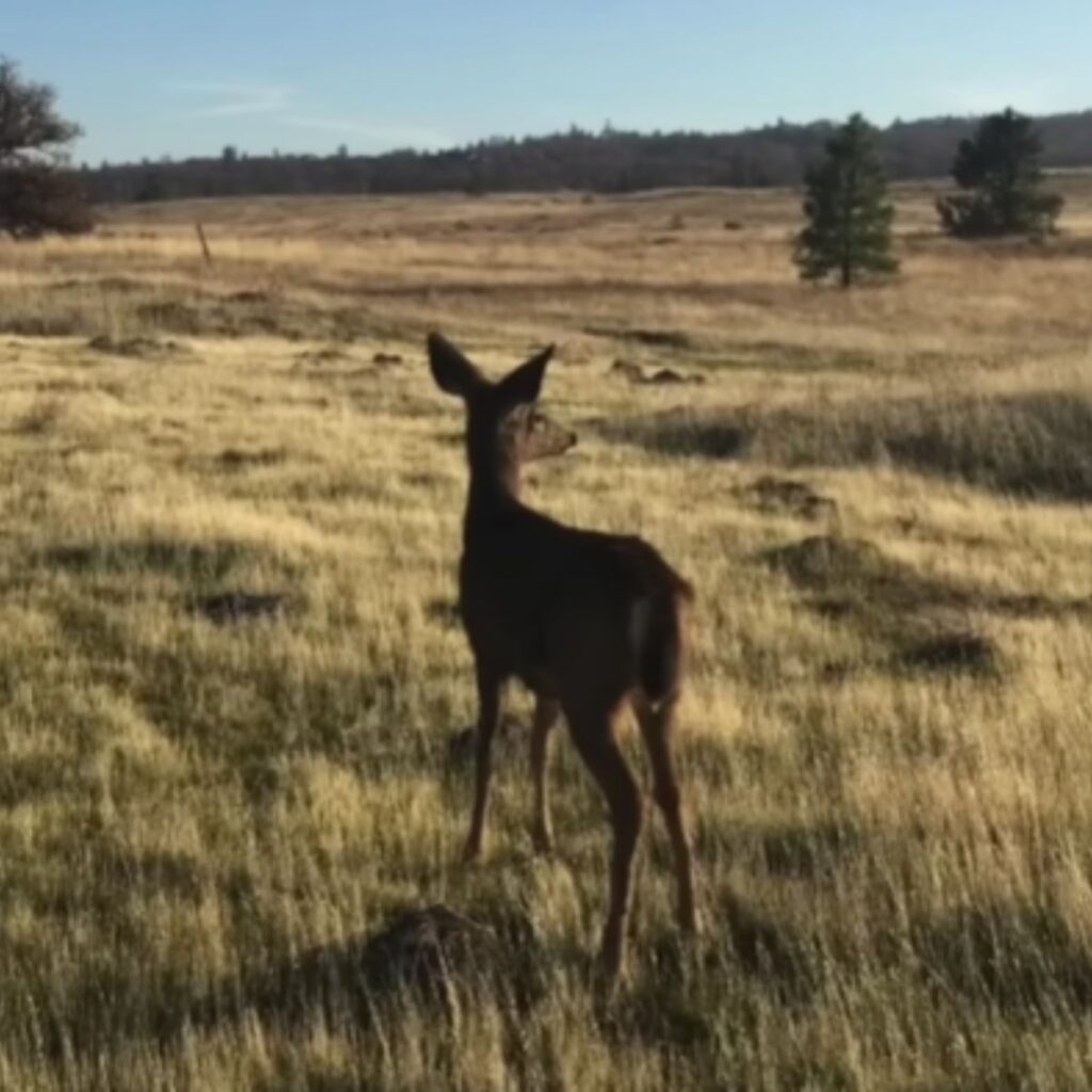 deer on a field