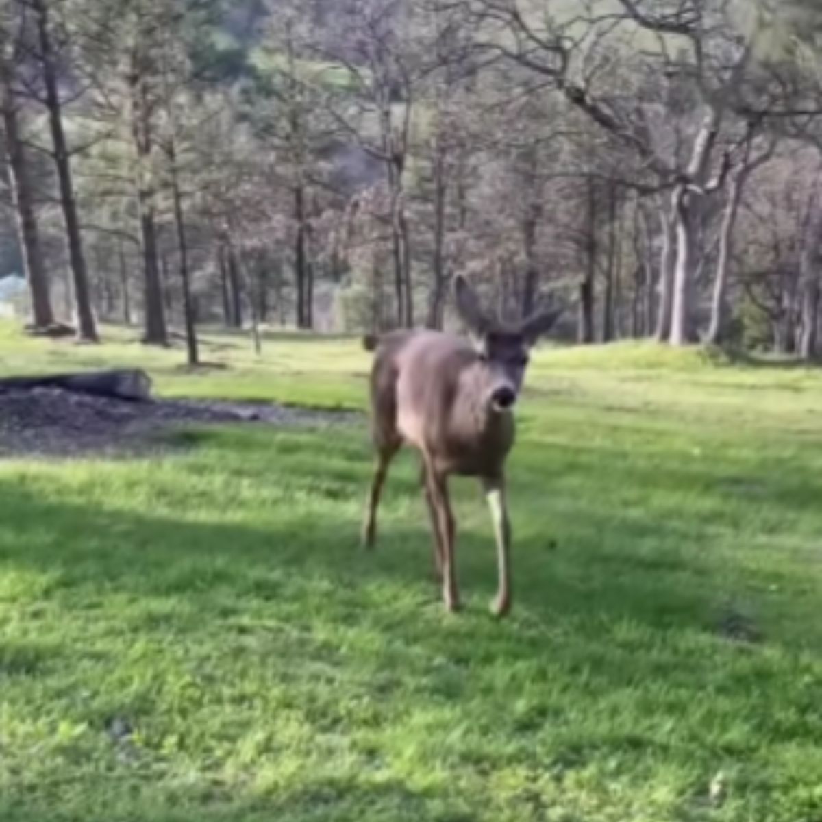 deer walking