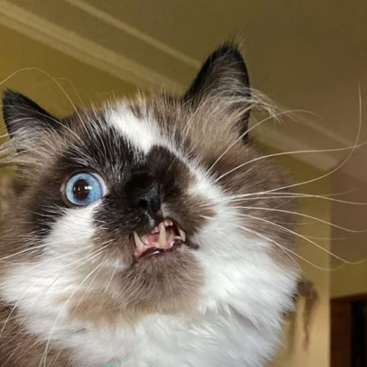 deformed cat with blue eye