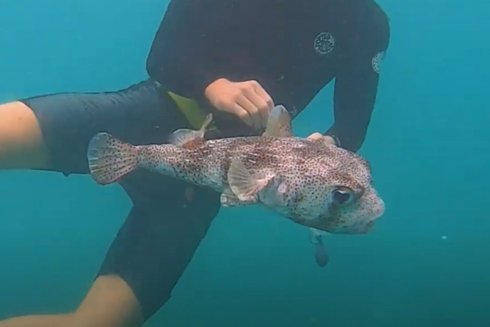 diver and pufferfish in water