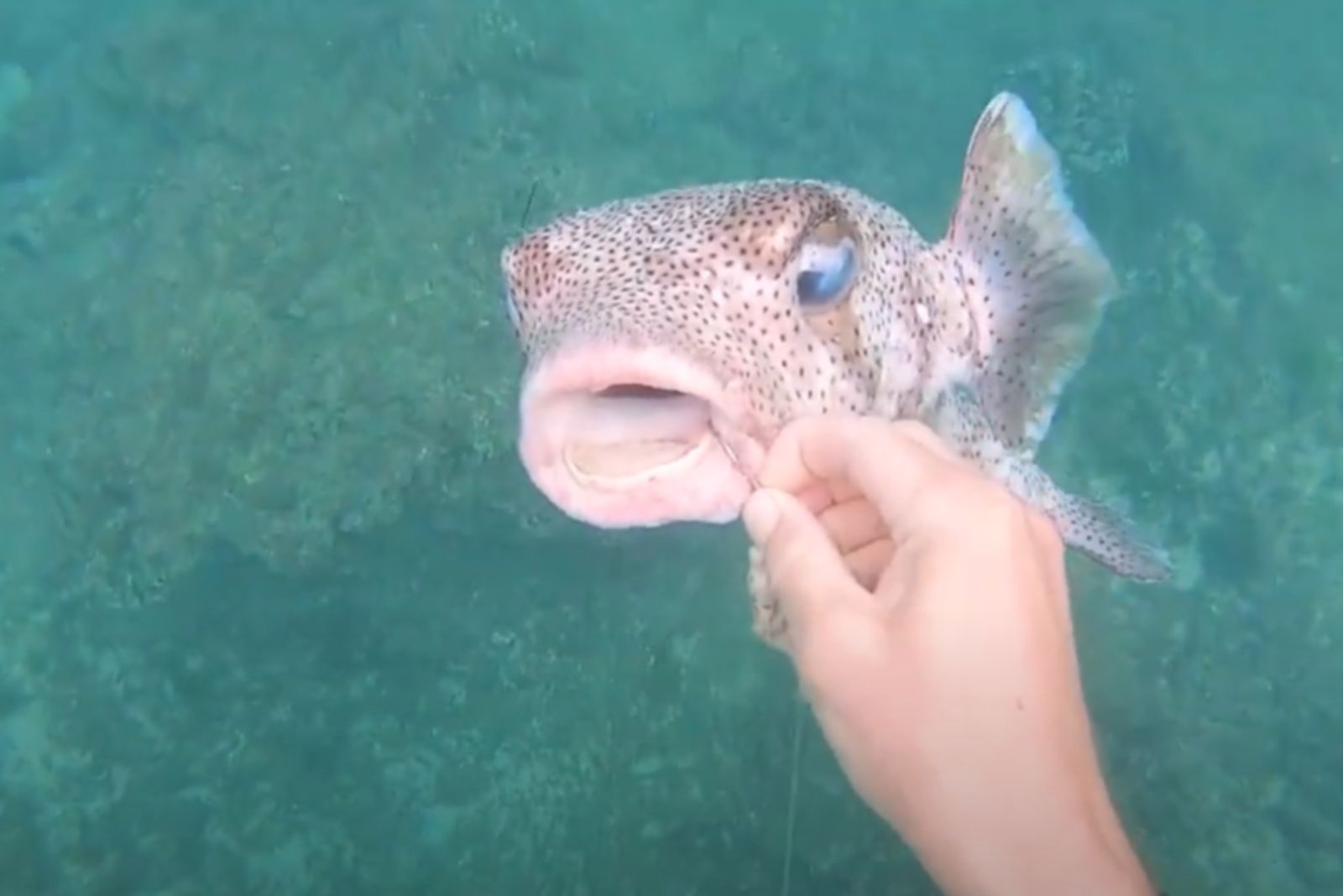 diver helping the pufferfish