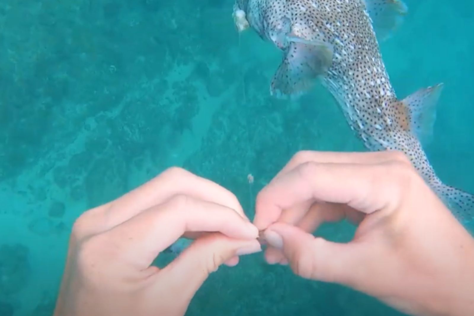 diver helping the venomous pufferfish