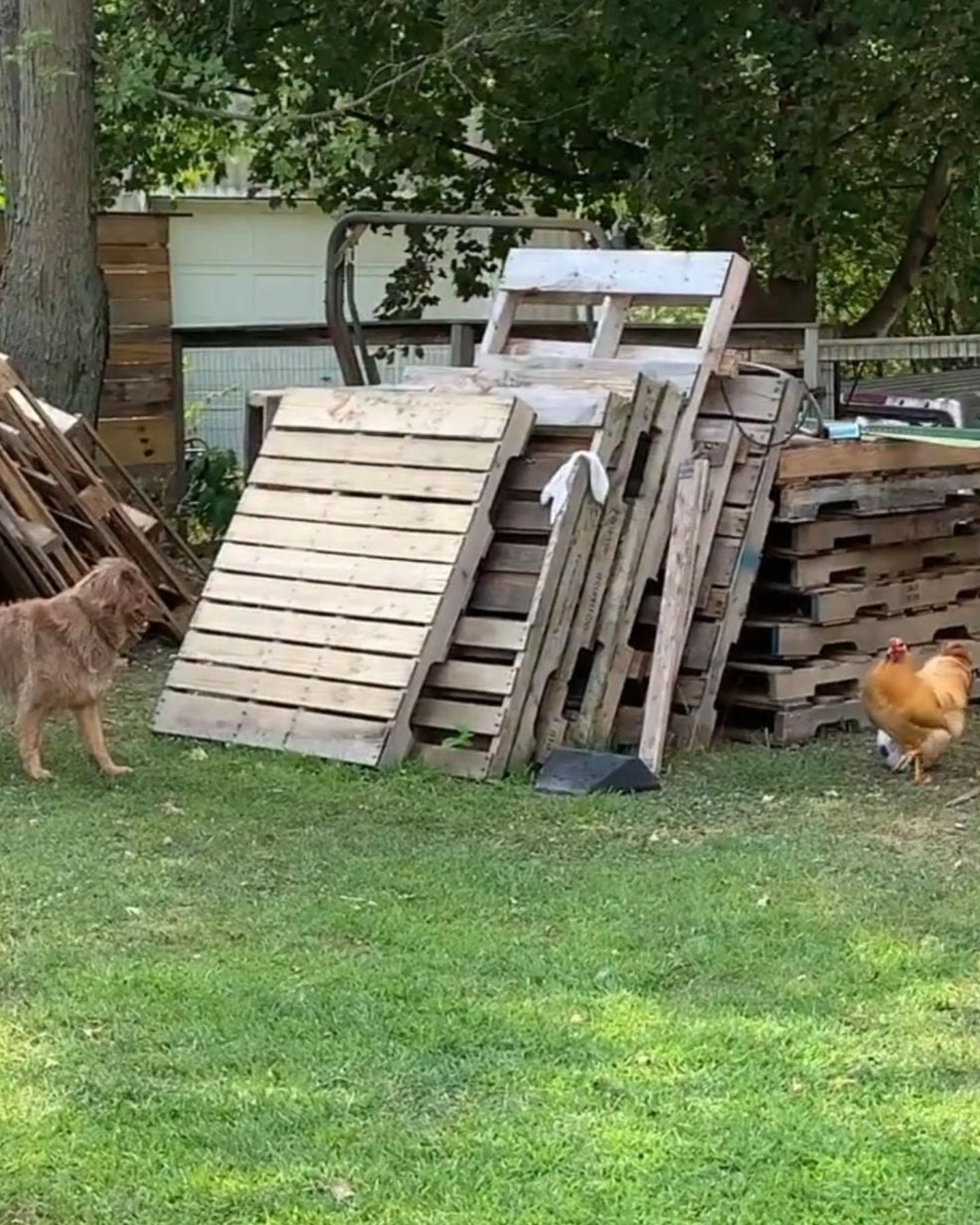 dog and rooster in the backyard