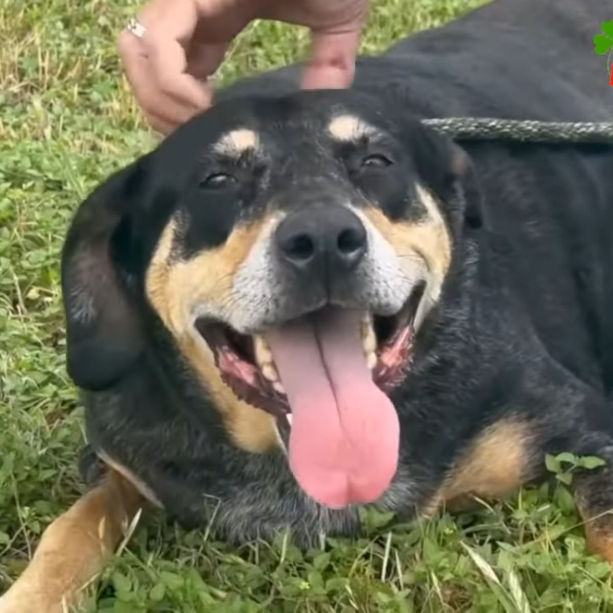 dog being scratched by man