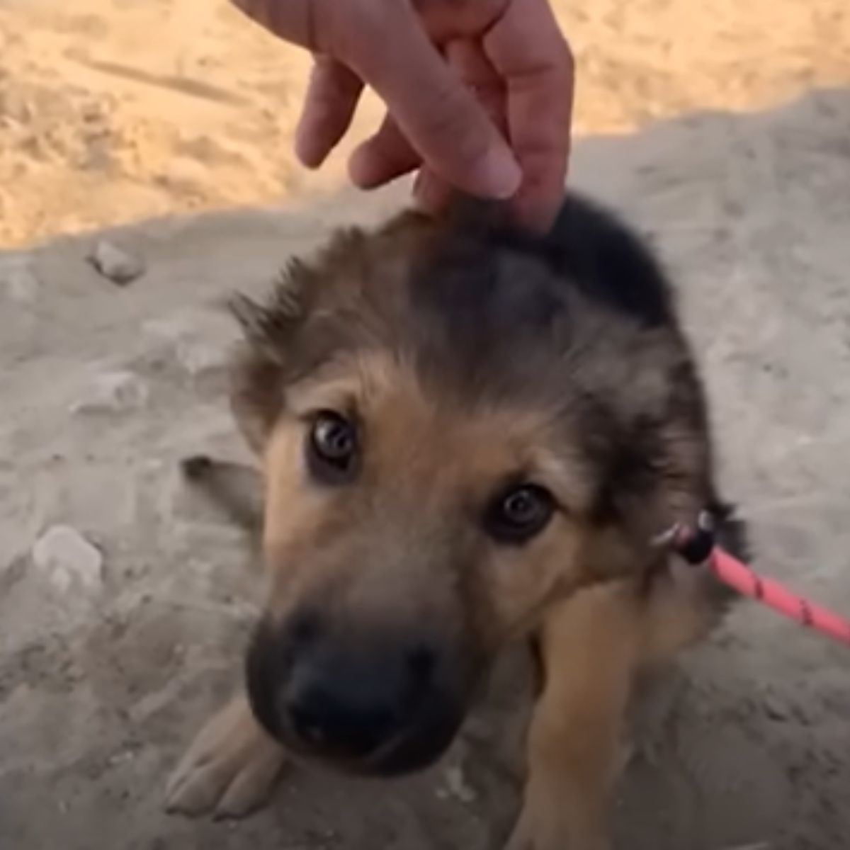 dog being touched on head