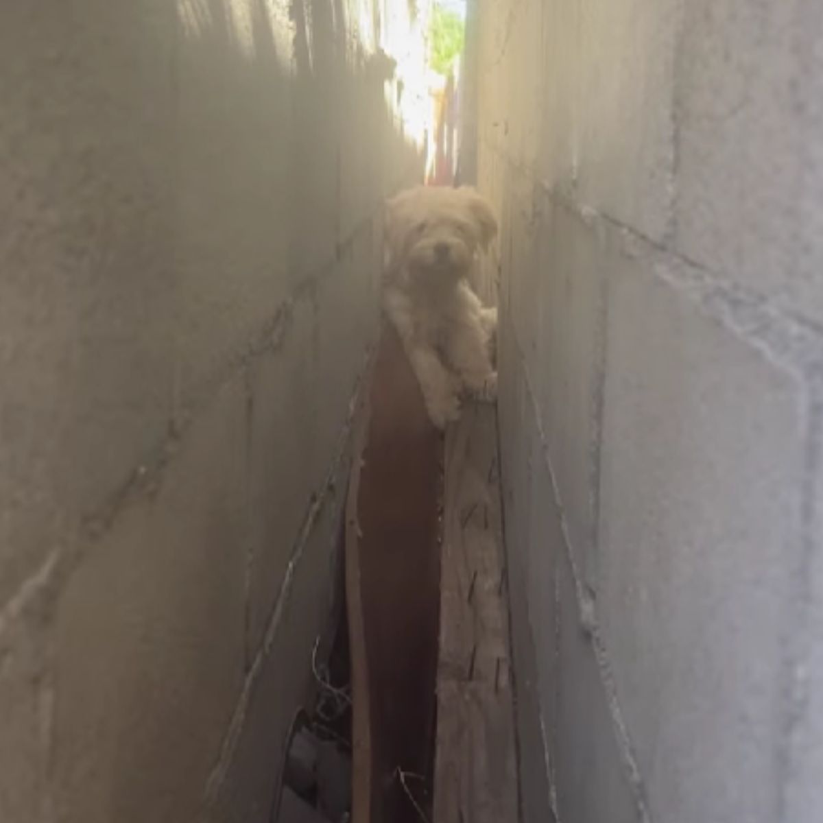 dog between garage walls