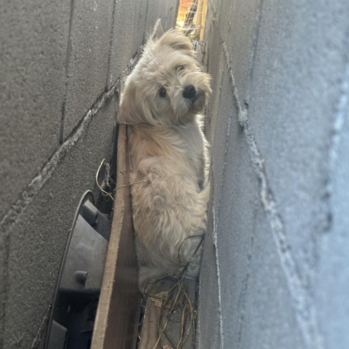 dog between walls