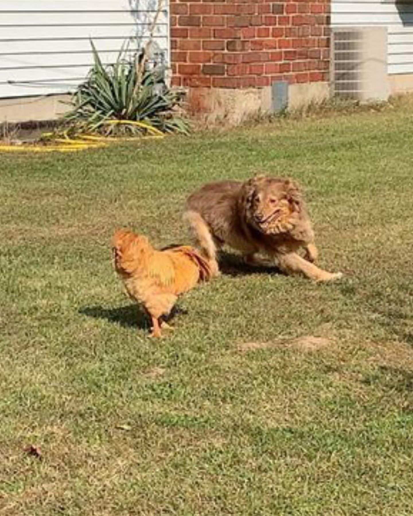 dog chasing a rooster