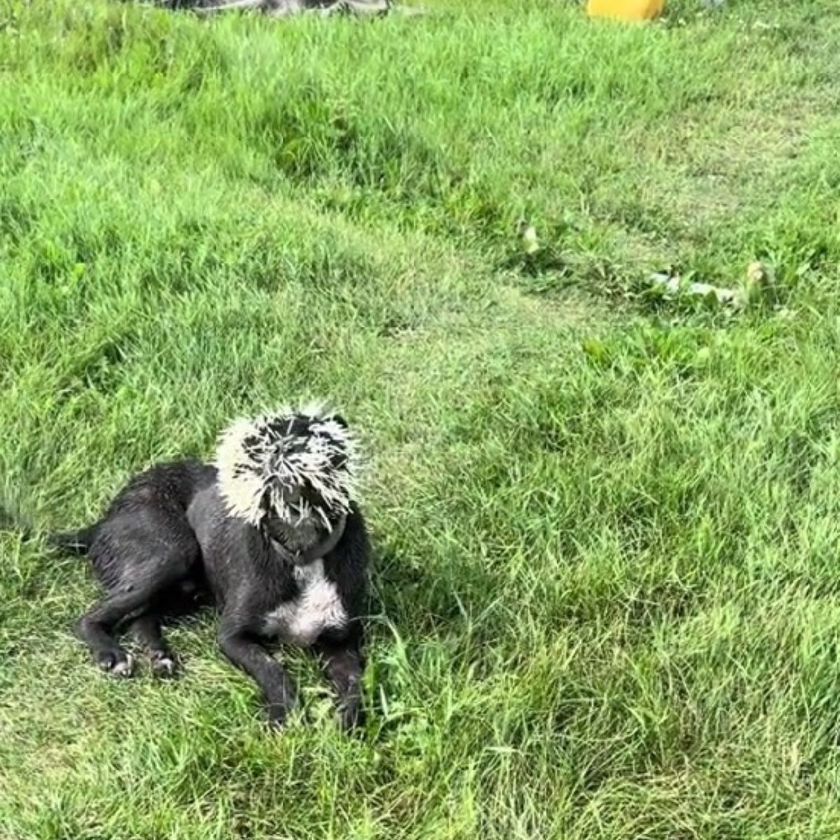 dog covered in porcupine quills