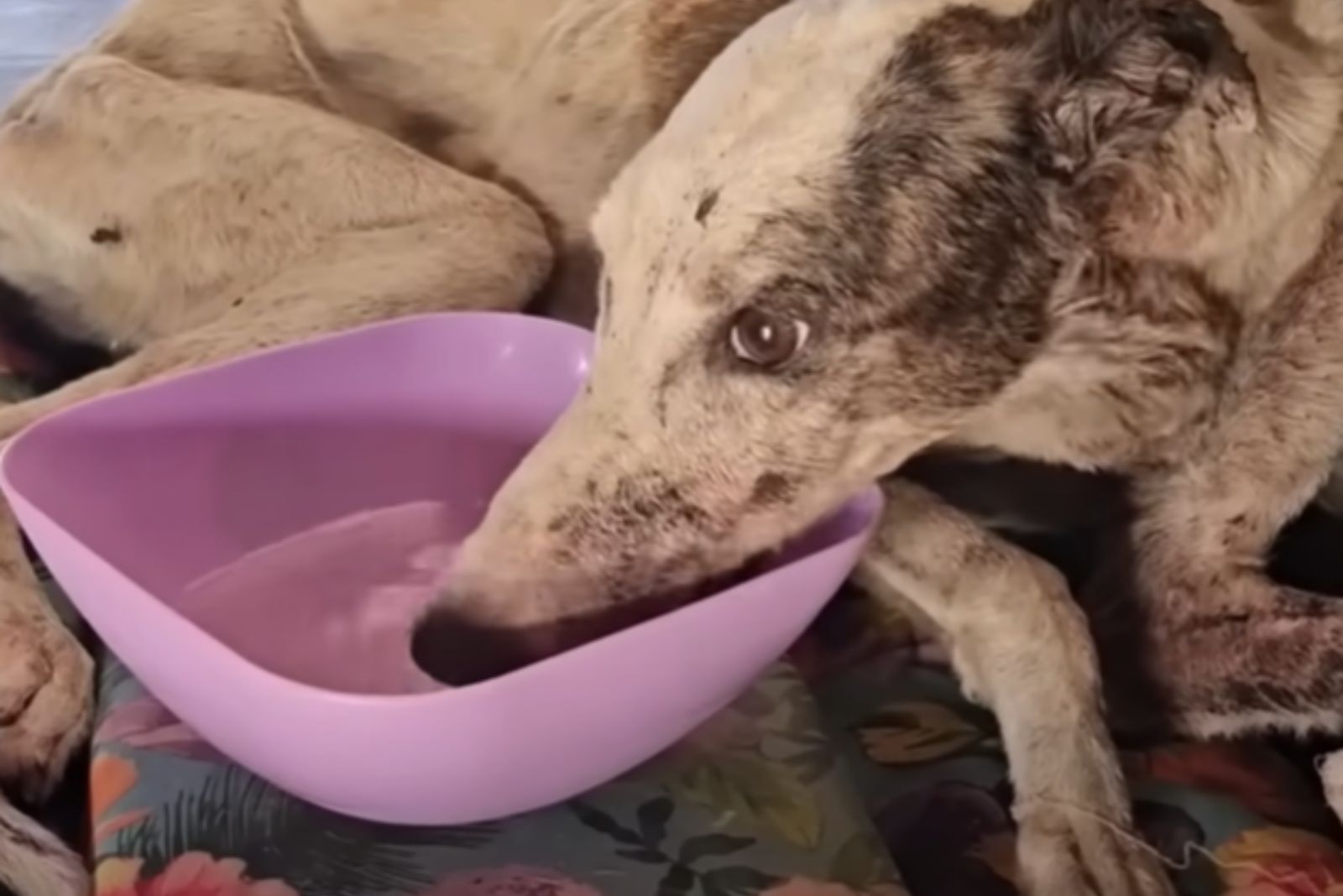 dog drinking water