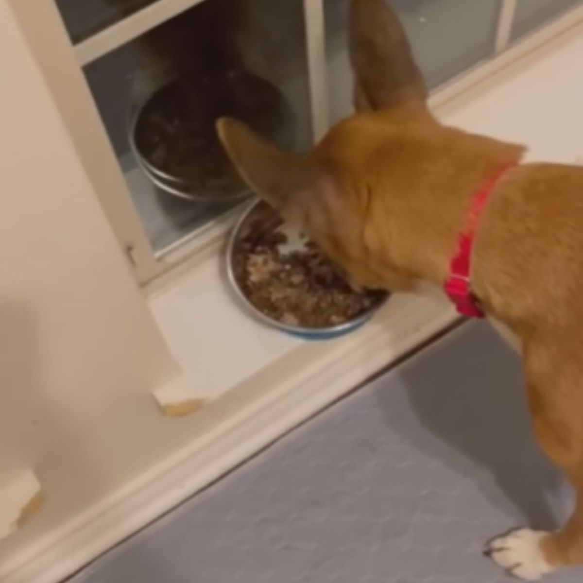 dog eating from bowl