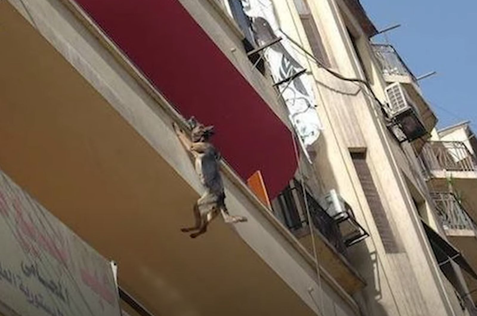 dog hanging on the balcony