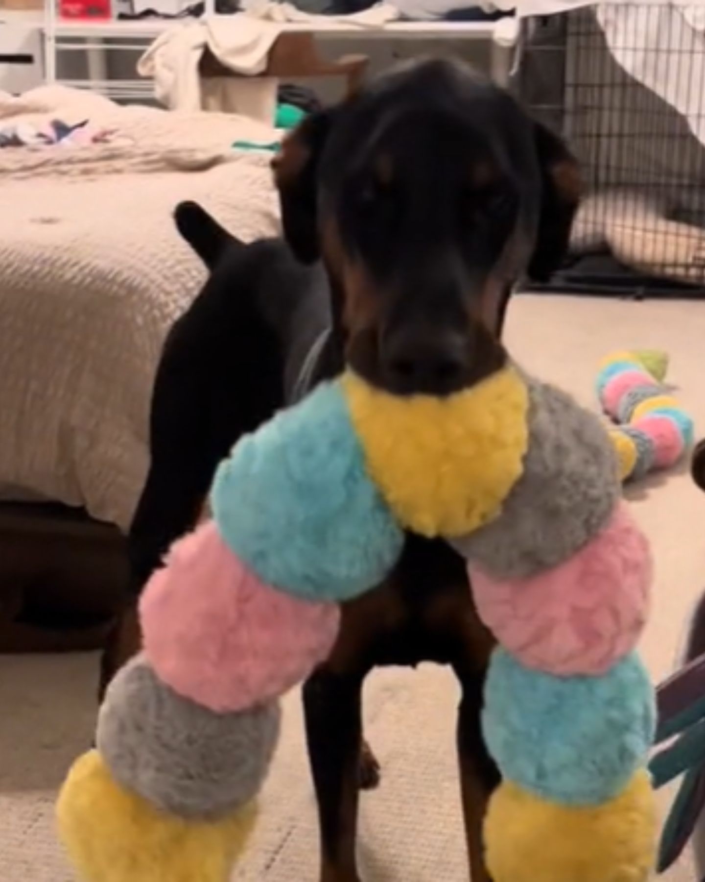 dog holding a toy in mouth