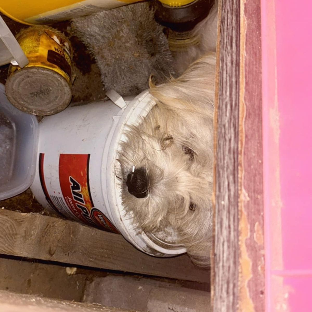 dog holding his head on the can