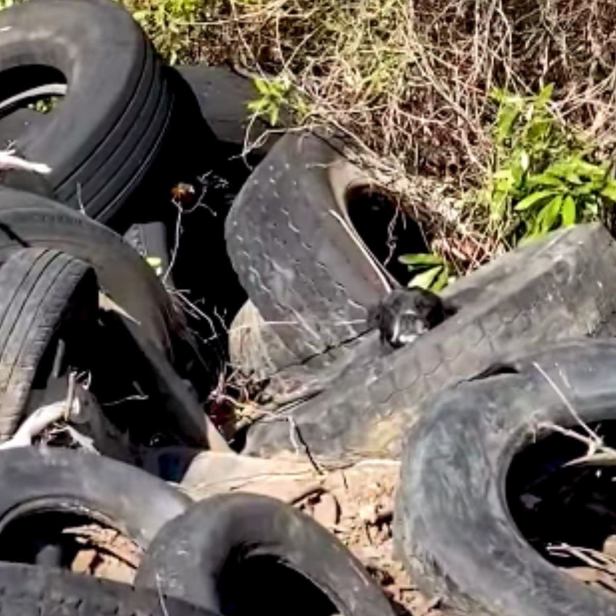 dog in a pile of tires